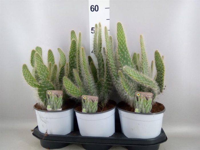 <h4>Opuntia</h4>