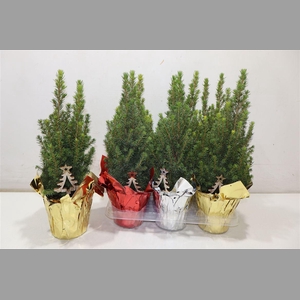 Picea Gl Perfecta In Folie + Deco