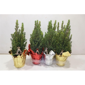 Picea Gl Perfecta In Folie + Deco