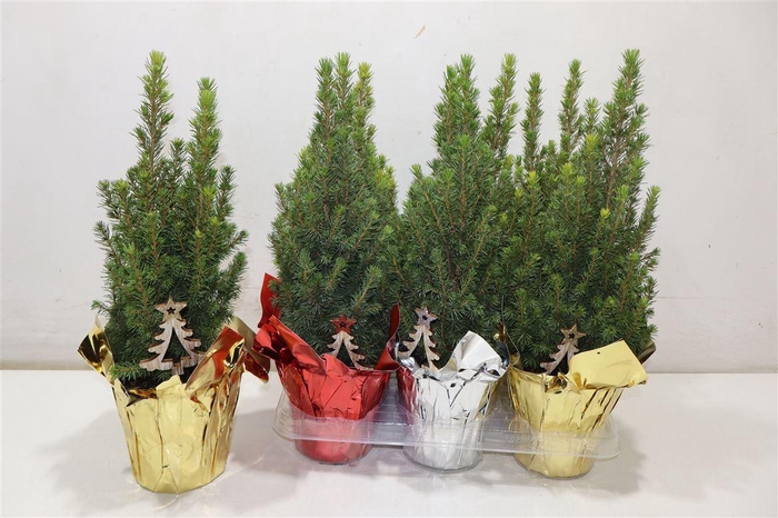 <h4>Picea Gl Perfecta In Folie + Deco</h4>