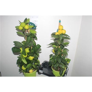 Citr Aurantiifolia 5+