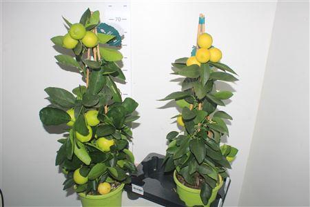 <h4>Citr Aurantiifolia 5+</h4>