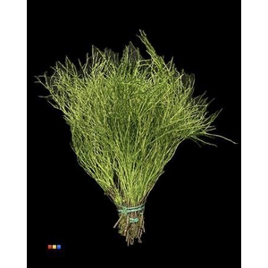 Vaccinium / Heidelbeer Metallic Olive