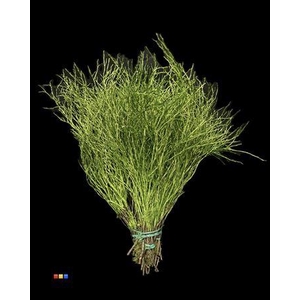 Vaccinium / Heidelbeer Metallic Olive