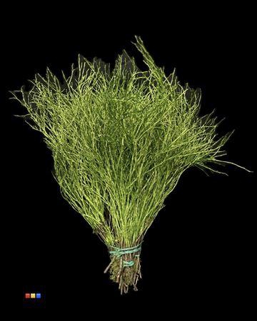 <h4>Vaccinium / Heidelbeer Metallic Olive</h4>