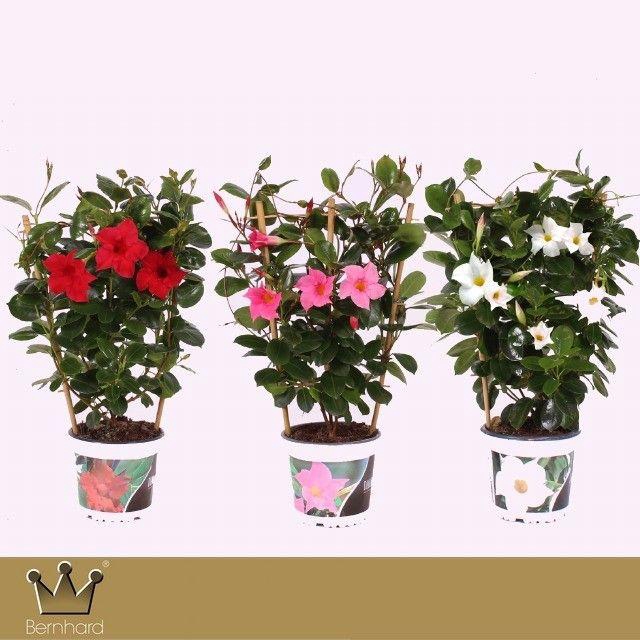 <h4>Dipladenia P15 Rek Diamantina Mix CC</h4>