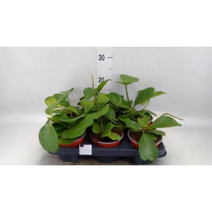 Hoya kerrii