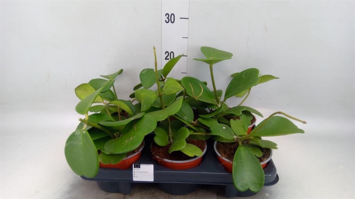 <h4>Hoya kerrii</h4>