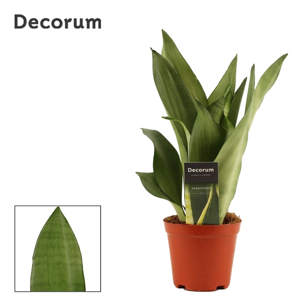 <h4>Sansevieria Moonshine 12 cm (Decorum)</h4>