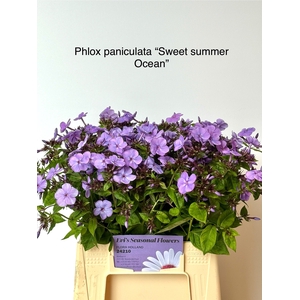 PHLOX P SW SUM OCEAN