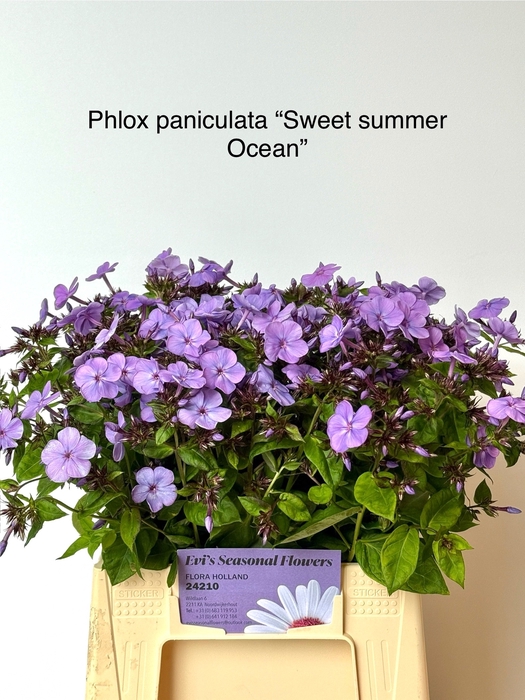 <h4>PHLOX P SW SUM OCEAN</h4>