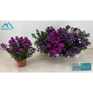 ASTER SHOWM GEM
