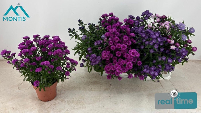 <h4>ASTER SHOWM GEM</h4>