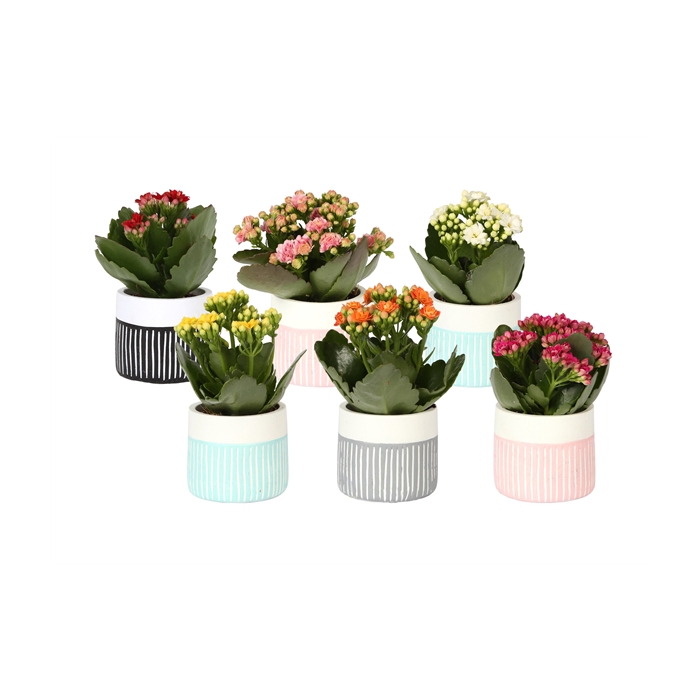 <h4>KP-831.1 - Kalanchoe Rosalina 6cm in trendy keramiek streep</h4>