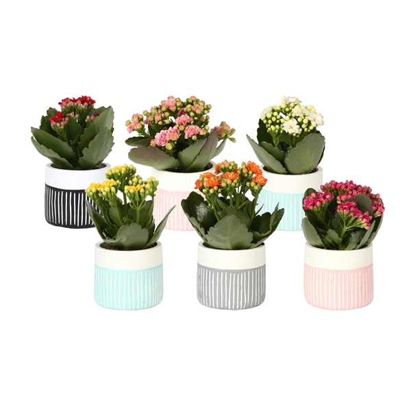 <h4>KP-831.1 - Kalanchoe Rosalina 6cm in trendy keramiek streep</h4>