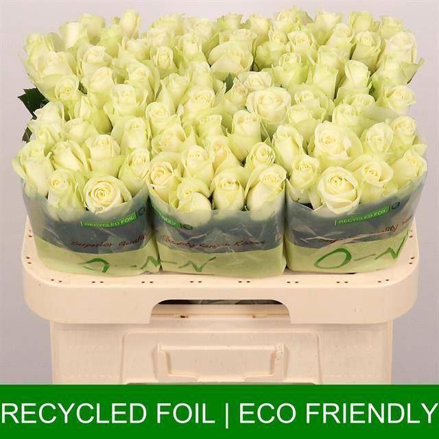 <h4>ROSA GR 'SNOWSTORM'</h4>