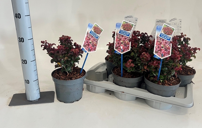 <h4>LEUCOT AX CURLY RED</h4>