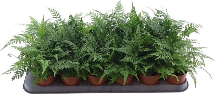<h4>Athyrium</h4>