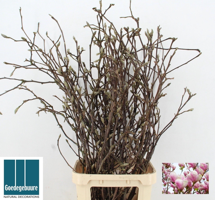 <h4>MAGNOLIA GRANDIFLORA</h4>