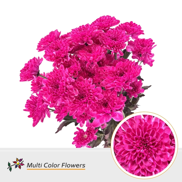 <h4>Chr T Altaj Hot pink</h4>