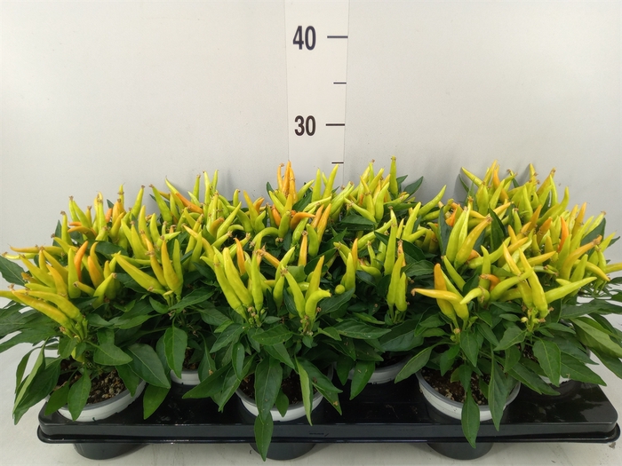 <h4>Capsicum annuum 'Hup Hup'</h4>
