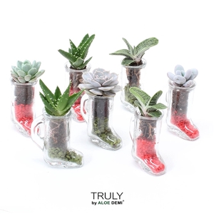 TRULY Succulent, Glass shoe mini