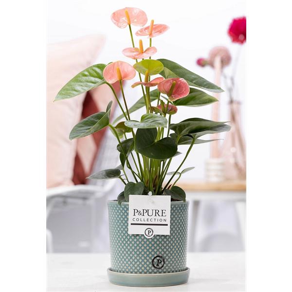 <h4>Anthurium pink (Spirit) in P&PURE Lauren ceramics</h4>