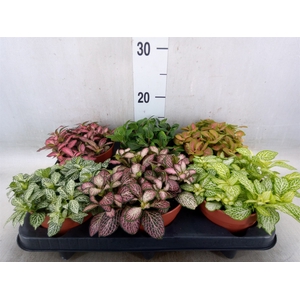 Fittonia   ...mix