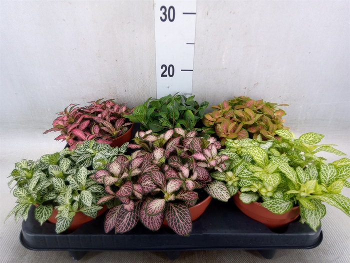 <h4>Fittonia   ...mix</h4>