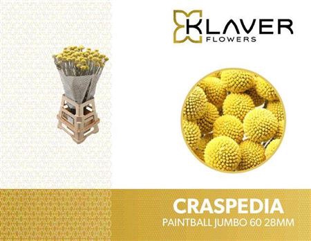 <h4>Cras Paintball Jumbo</h4>