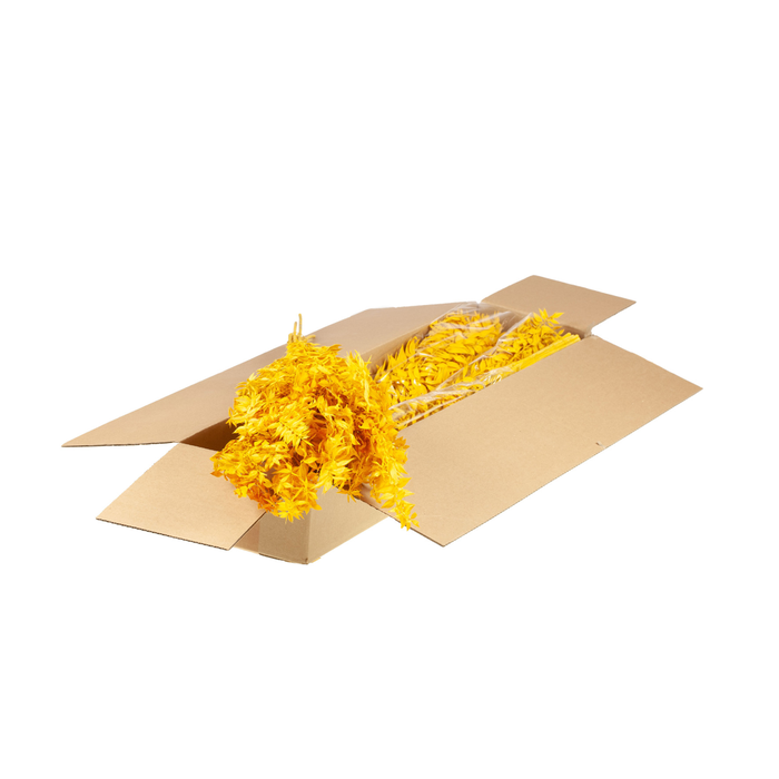 <h4>Ruscus Preserved 150gr 75cm Sb Yellow</h4>