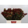 Leucadendron Blush Spray