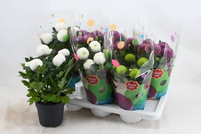 <h4>CHRYS FP GEM</h4>