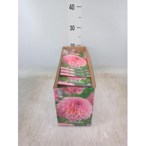 Dahlia   ...flowerbulbs