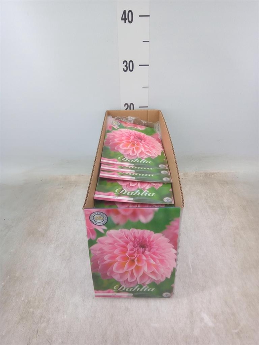 <h4>Dahlia   ...flowerbulbs</h4>