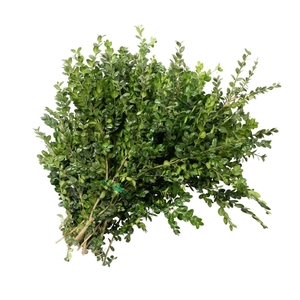 Buxus 3 kg