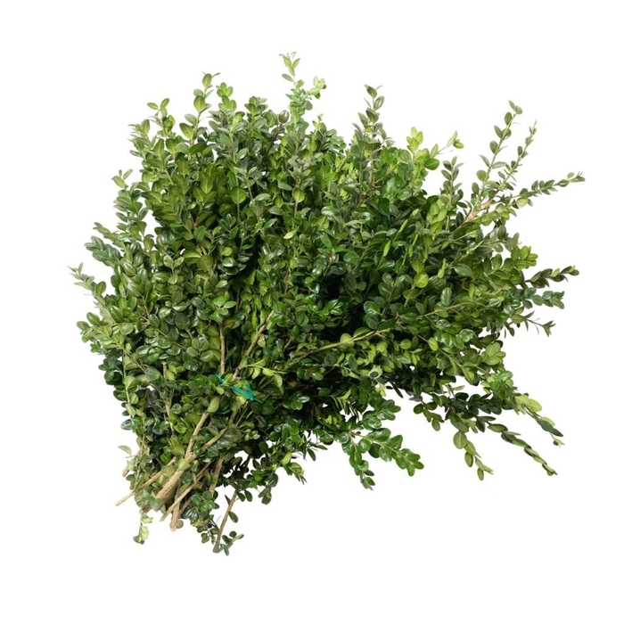 <h4>Buxus 3 kg</h4>