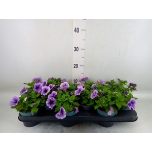 Petunia  'Sweetunia Purple Vein'