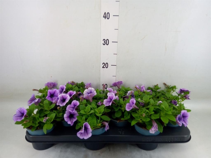 <h4>Petunia  'Sweetunia Purple Vein'</h4>