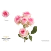 Rosa Spray Dinara