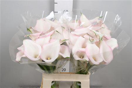 <h4>Zantedeschia  'Sweet Art'</h4>