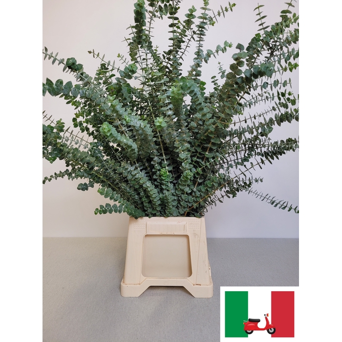 <h4>EUC BABY BLUE PB EXTRA</h4>