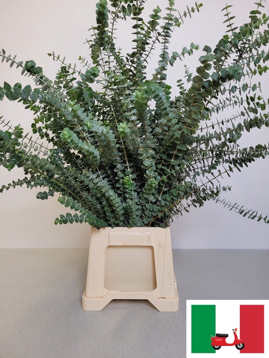 EUC BABY BLUE PB EXTRA