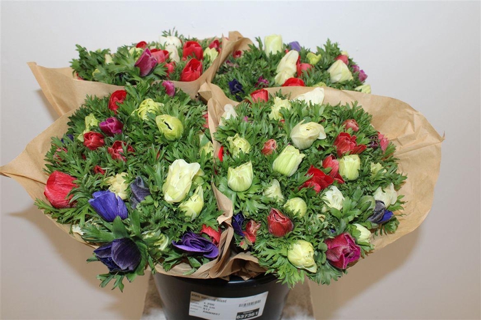 <h4>Anem Marianne Mixed</h4>