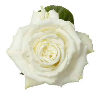 <h4>R Gr Snow Bliss White 40cm EC</h4>