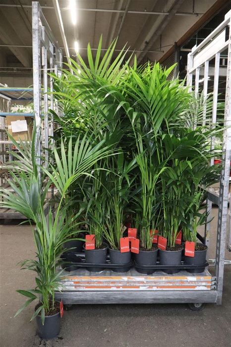 <h4>Howea Forsteriana</h4>