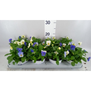 Viola   ...tricolor