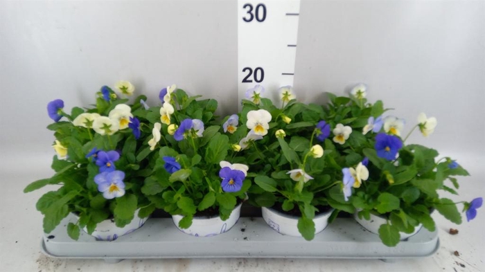 <h4>Viola ...tricolor</h4>