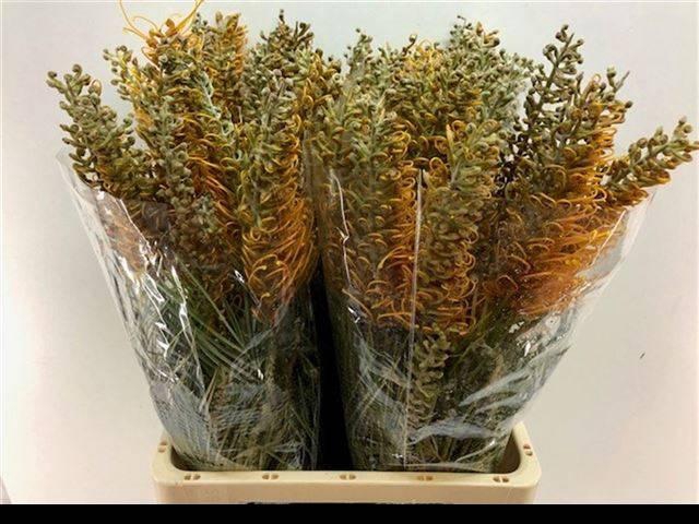 <h4>GREVI HONEY GEM</h4>