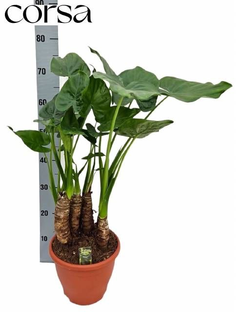 <h4>ALOC CUCULLATA</h4>